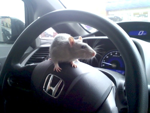 mouse in car